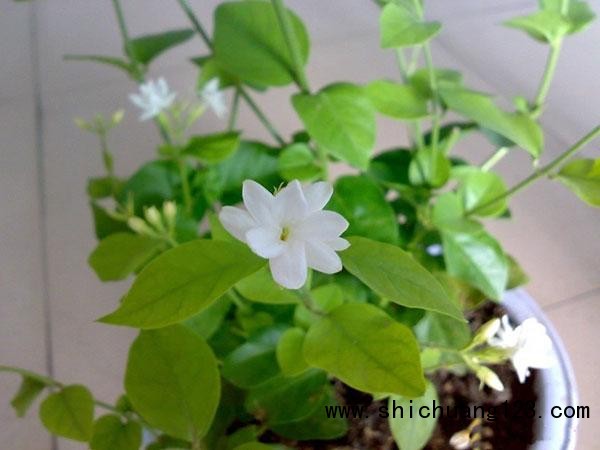 春天宜居花草你种对了吗?