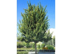 白蜡工程苗价格，白蜡价格，白蜡专供，白蜡基地图1