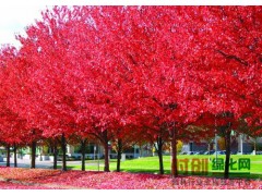 杂交马褂木、青山园林绿化苗木园艺场、玫瑰红紫薇图2