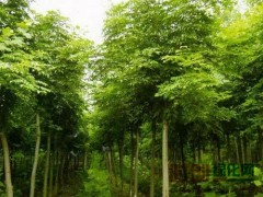 杂交马褂木、青山园林绿化苗木园艺场、玫瑰红紫薇图3