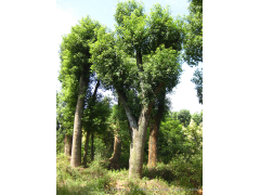 广玉兰、香樟、无球新法桐、青山园林绿化苗木园艺场图2