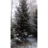云杉（青白扦红皮），高20公分-7米，价格大量优惠