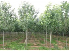 【速生白蜡】1.5-4公分 20万棵现货供应图3