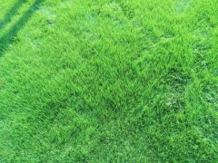 供草坪百慕大草坪天堂草坪狗牙根草坪电13775528172图3