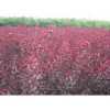 供应冬青、红刺玫、连翘、红瑞木、紫叶矮樱、黄杨、沙地柏