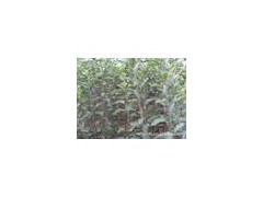 供应钙果苗、苹果苗、石榴苗、樱桃苗、杏树苗、山楂苗图1