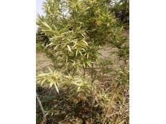 供应刚竹、毛竹、供应慈孝竹、早园竹、金香郁竹、紫竹等图3
