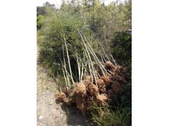 供应优质观赏竹和笋用竹图3