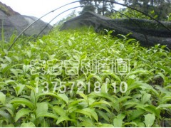 安吉吉利苗圃供应各种绿化苗木，价格优惠图1