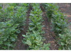 白蜡价格，白蜡小苗，白蜡工程苗，白蜡大树价格图2