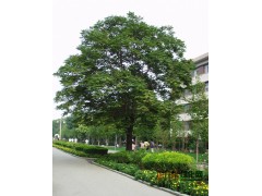 合欢，臭椿，垂柳，直柳专供图2