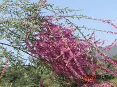 旱柳，柽柳，刺槐，香花槐苗木基地专供图1