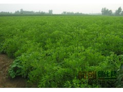 榆树，杜梨，古桩枣树，苦楝工程苗专供图3