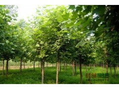 定植2年以上5-15公分的白蜡，法桐，国槐图2