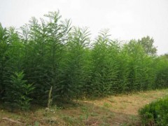 定植2年以上5-15公分的白蜡，法桐，国槐图3