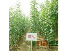 速生杨价格，速生杨图片，速生杨小苗图1