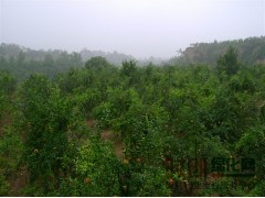 石榴价格，石榴树，石榴果，石榴盆景专供图2