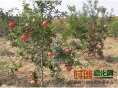 石榴价格，石榴树，石榴果，石榴盆景专供图3