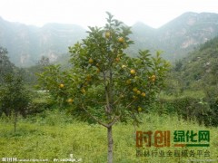 柿树价格，柿树小苗价格，柿树专供图1