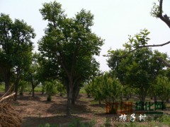 柿树价格，柿树小苗价格，柿树专供图2