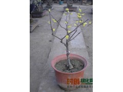 腊梅，2016腊梅价格，河南腊梅价格图2