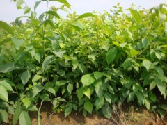 80-2米核桃苗 核桃成品苗 核桃树 樱桃树 碧桃 紫叶李图1