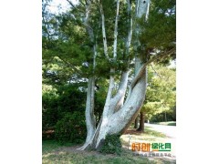 常年大量销售1米—8米的占地用白皮松，价格特低图2