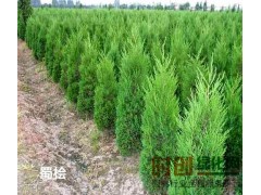 蜀桧又名塔柏,桧柏_蜀桧价格_蜀桧基地_蜀桧苗圃—河南蜀桧图1
