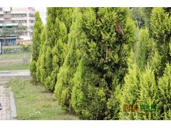 低价直销侧柏苗，河南侧柏苗，批量采购，山东侧柏苗价格图1