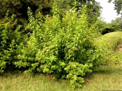 河南风箱果价格，金叶风箱果价格，紫叶风箱果价格，图3