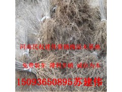 杨树批发图1