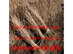 河南紫穗槐|河南刺槐批发图1