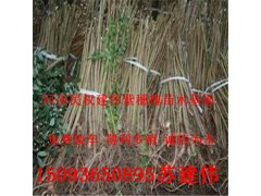 河南刺槐|河南杨树大量批发图1