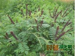 紫穗槐图2