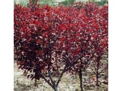 紫叶矮樱20万株现货，紫叶矮樱河南基地，紫叶矮樱批发图1