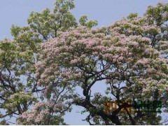 8-15公分楸树现货供应，河北楸树，河南楸树，山东楸树图1