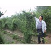 河南许昌鄢陵公园龙植物造型植物，哪里植物造型做的好
