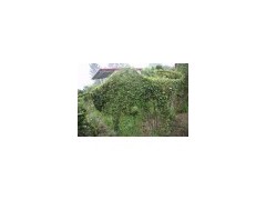 河南许昌鄢陵公园牛植物造型植物，哪里牛植物造型做的好？图1