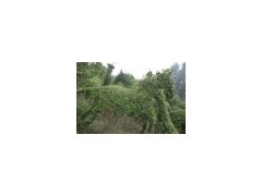 河南许昌鄢陵公园马植物造型植物，哪里马植物造型做的好？图1