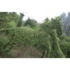 河南许昌鄢陵公园马植物造型植物，哪里马植物造型做的好？