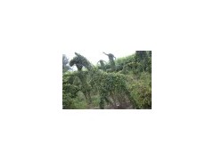 河南许昌鄢陵公园马植物造型植物，哪里马植物造型做的好？图2