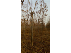 栾树价格，河南栾树批发，栾树工程苗，栾树小苗批发，栾树图3