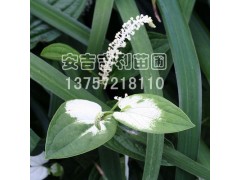 三白草图1