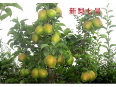 彩红梨价格_彩红梨图片图1