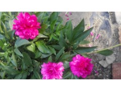 芍药，芍药图片，芍药批发供应基地图1