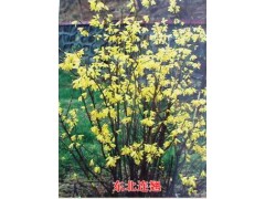 供应东北连翘|开原东北连翘|供应开原东北连翘|东北连翘批发图1