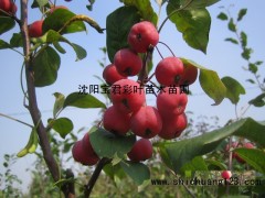 红肉苹果_红肉苹果价格_优质红肉苹果图1