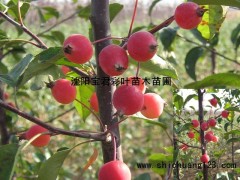 光辉海棠_光辉海棠价格_优质光辉海棠图1