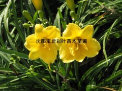 金娃娃萱草_金娃娃萱草价格_优质金娃娃萱草图1