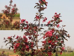王族海棠_王族海棠价格_优质王族海棠图1